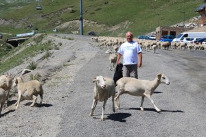 Avec un troupeau de moutons à la Mongie dans les Pyrénées